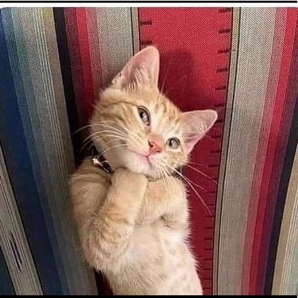 Meet your Posher, Teresa - Picture 7 of 16